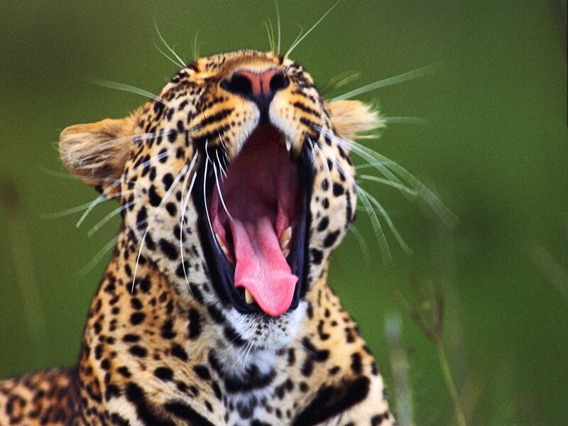 Leopard Yawning — Yellow