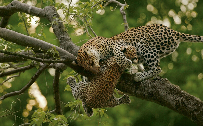 Leopards in Tree