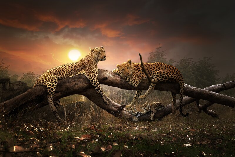 Leopards on a Log