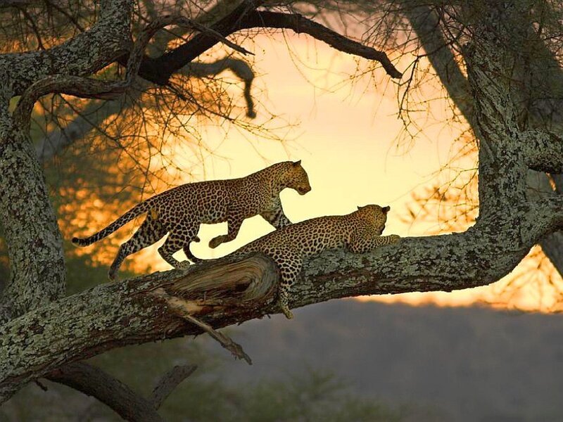 Leopards on a tree branch