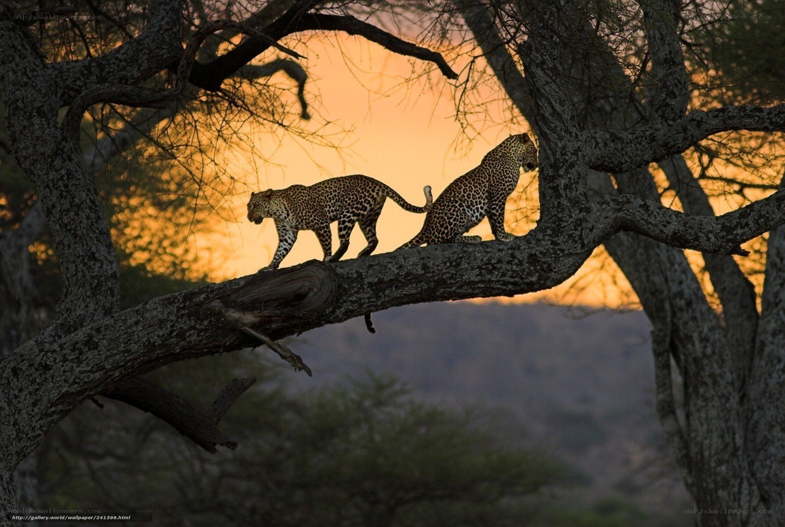 Leopards on a tree branch
