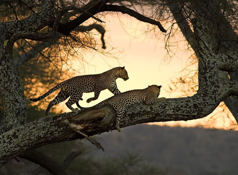 Leopards on a tree branch