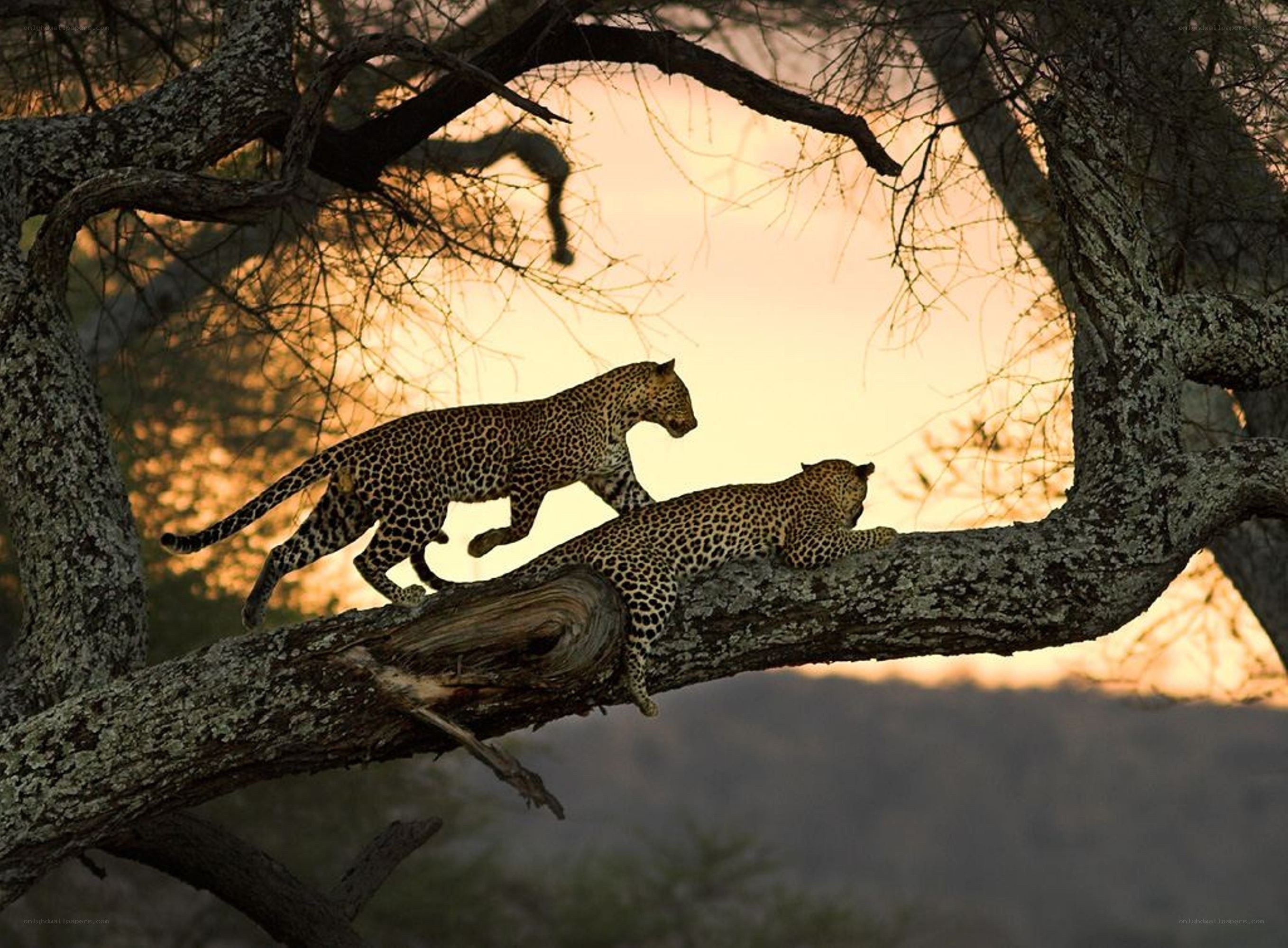 Leopards on a tree branch