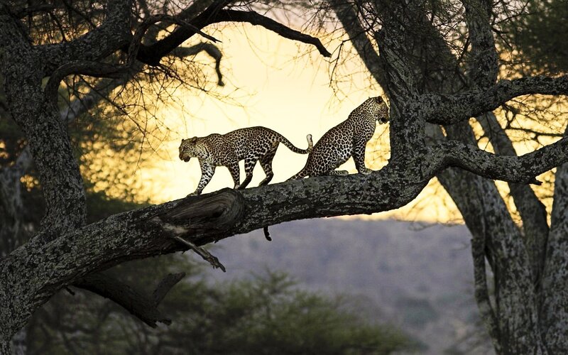 Leopards on a tree branch