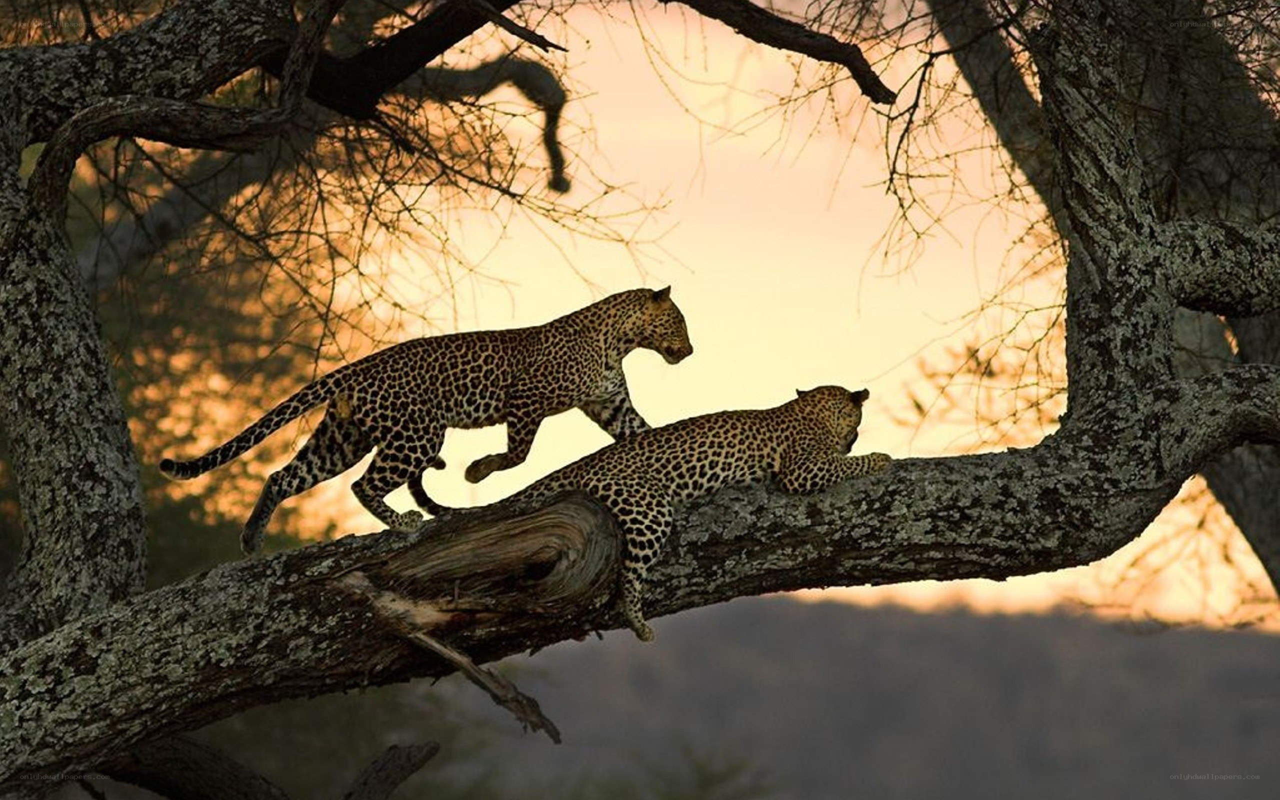 Leopards on a tree branch