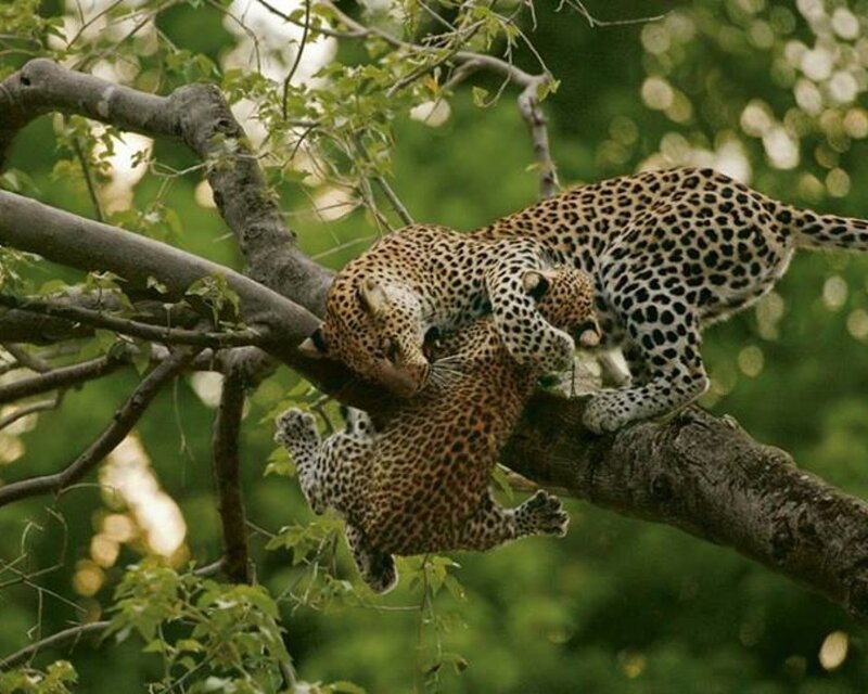 Leopards on Tree Branch — Green, Natural