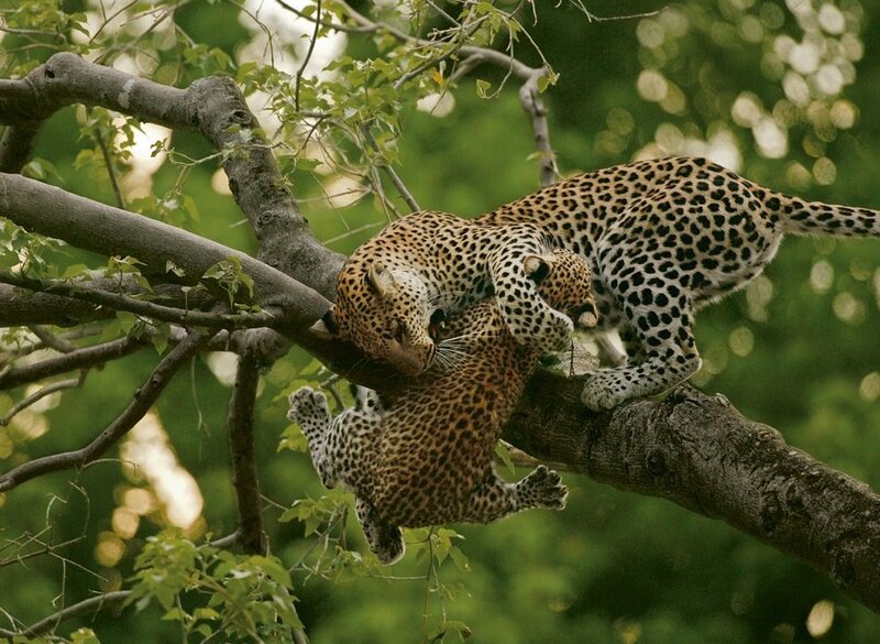 Leopards on Tree Branch — Green