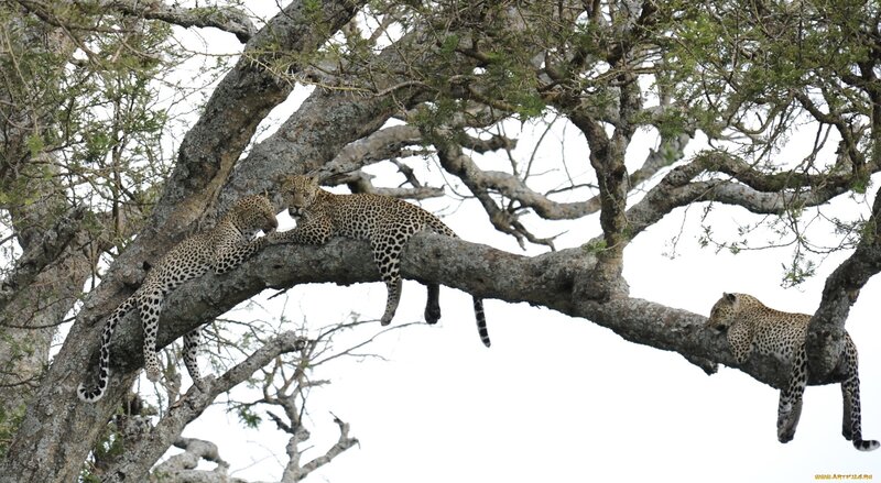 Leopards resting in a tree
