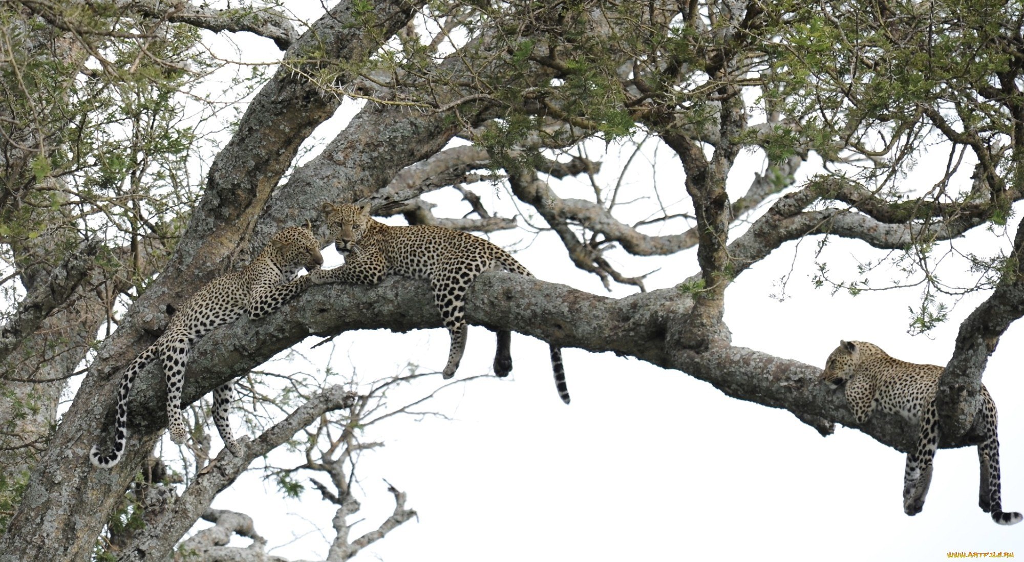 Leopards resting in a tree