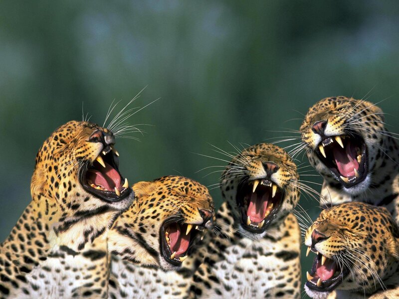 Leopards Roaring