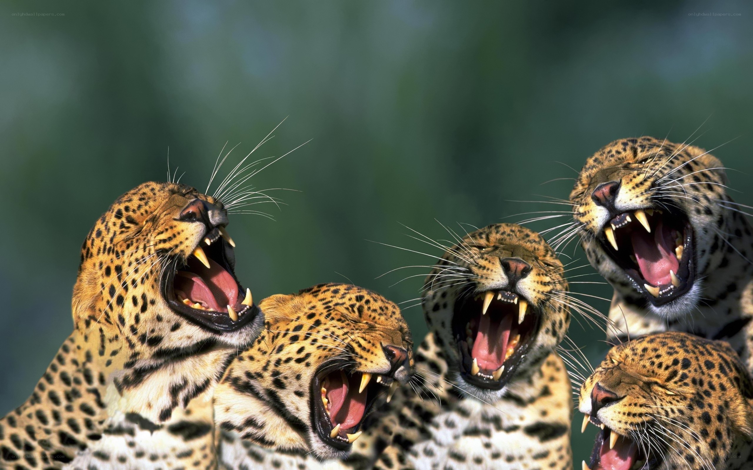 leopards roaring together