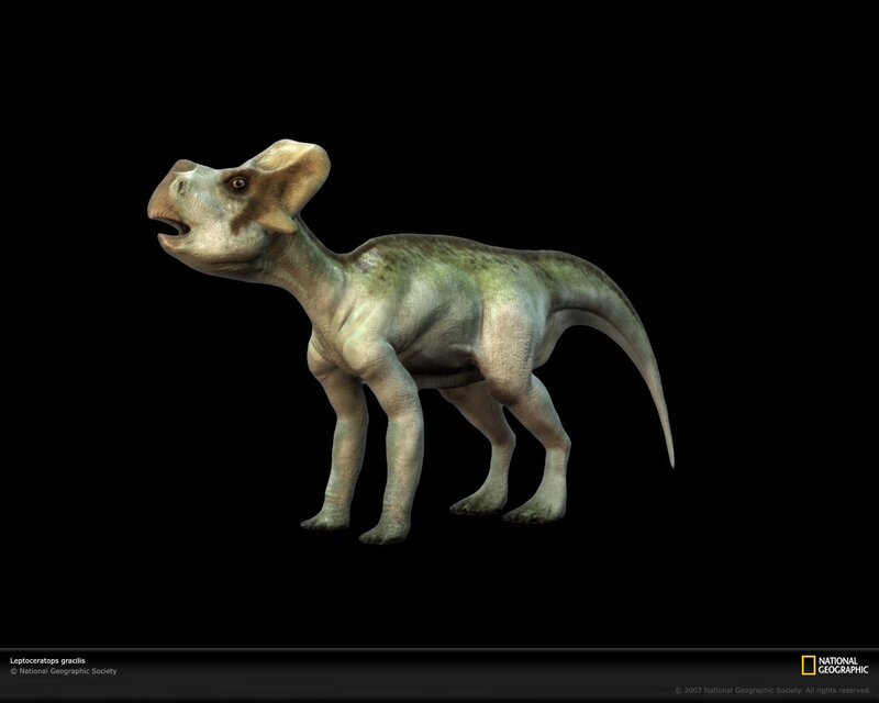 Leptoceratops dinosaur
