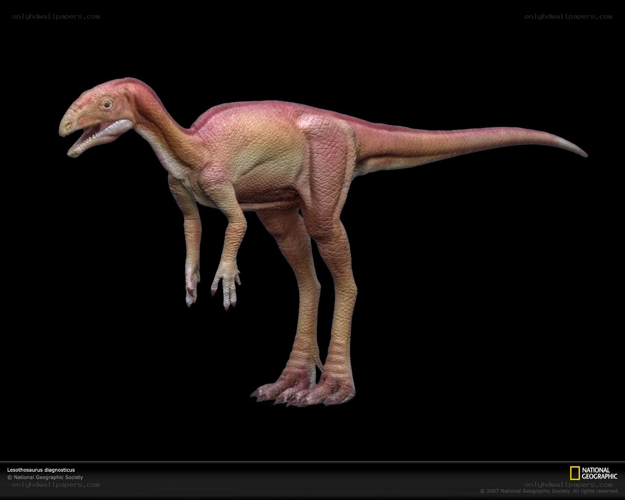 Lesothosaurus dinosaur model