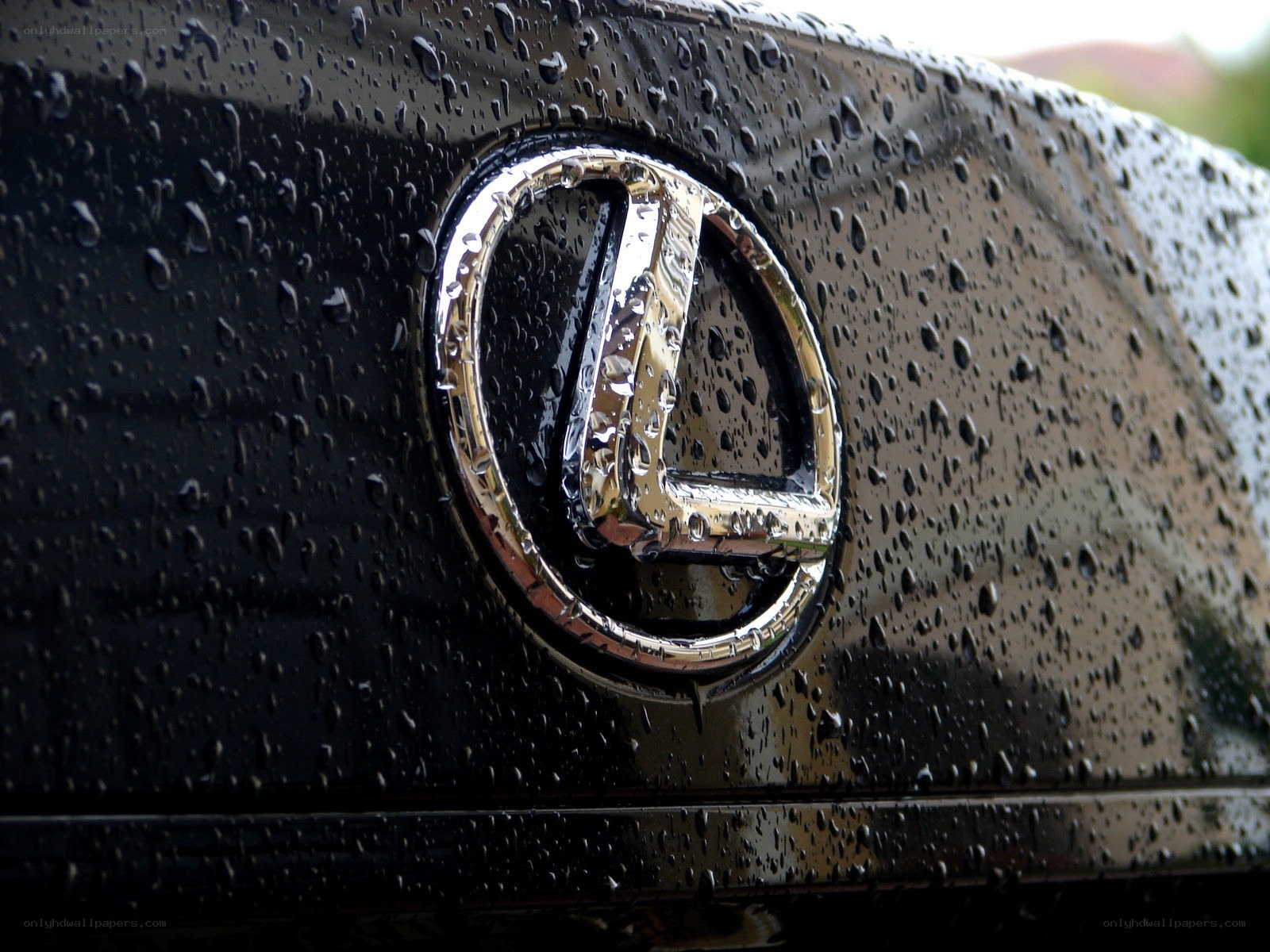 Lexus emblem on wet car