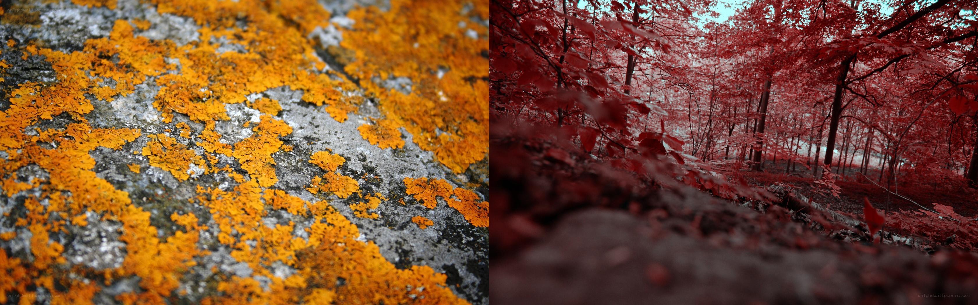 Lichen and forest in infrared