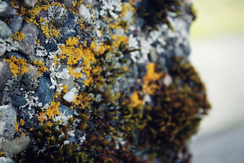 Lichen and moss on a stone wall