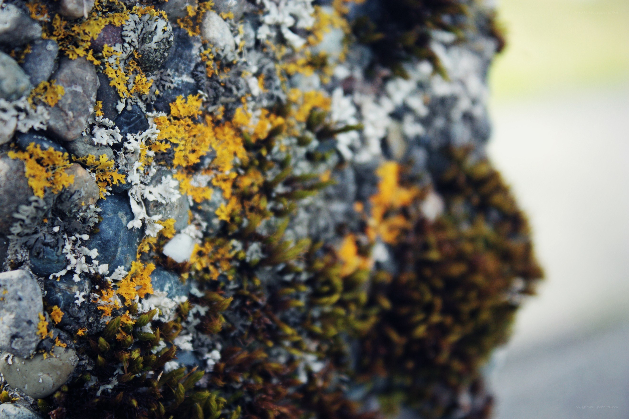 Lichen and moss on a stone wall