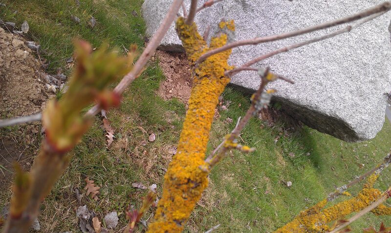 Lichen-covered branch in spring