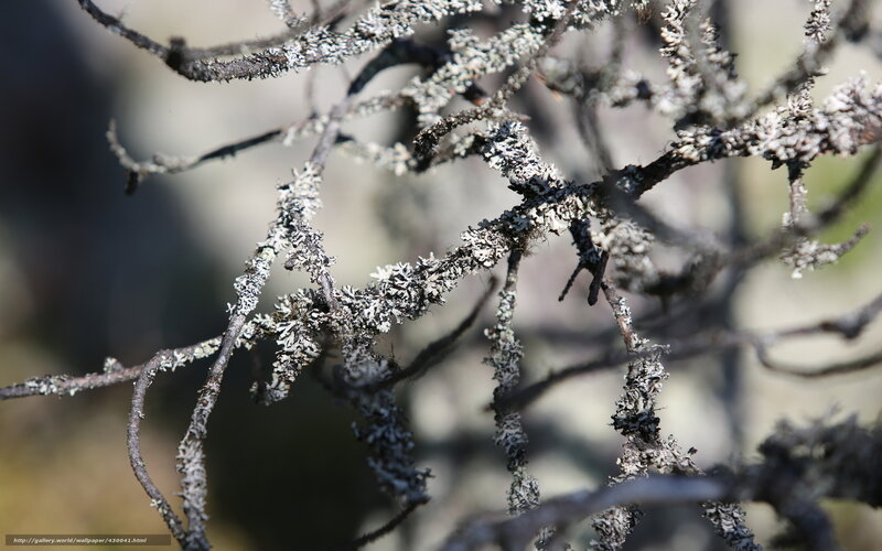 lichen-covered branches in sunlight