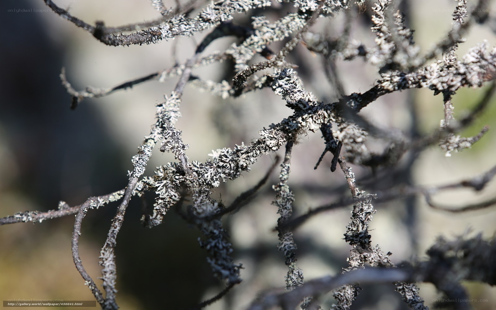 lichen-covered branches in sunlight