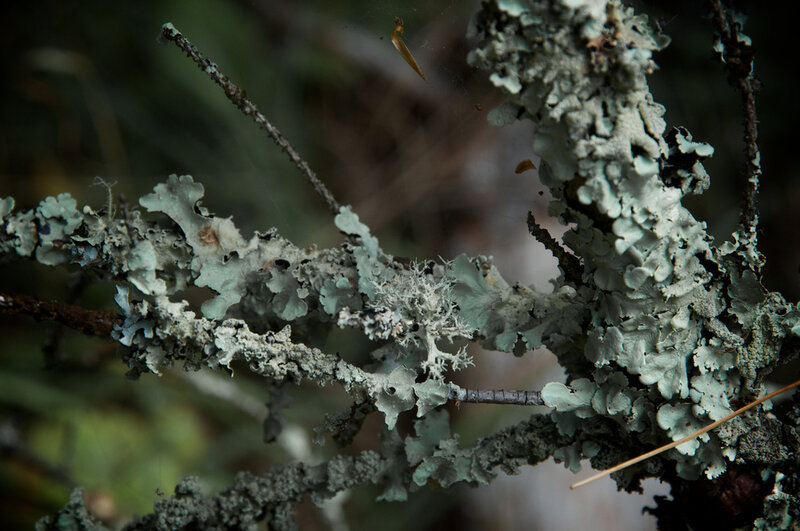 Lichen-covered Branches