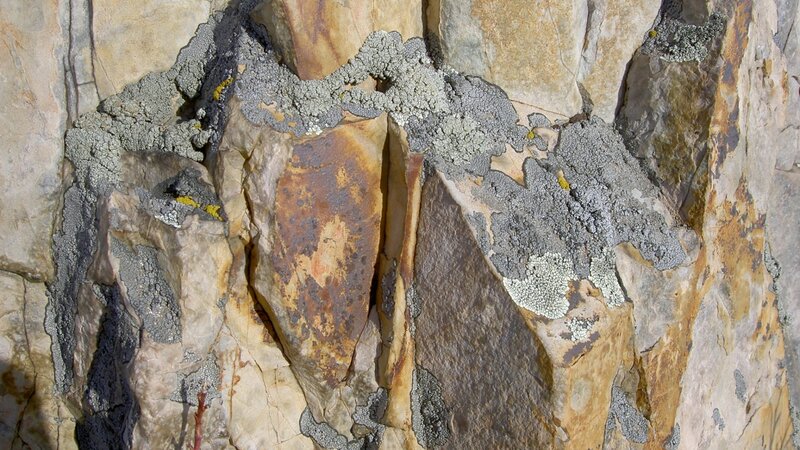 Lichen-covered rock surface