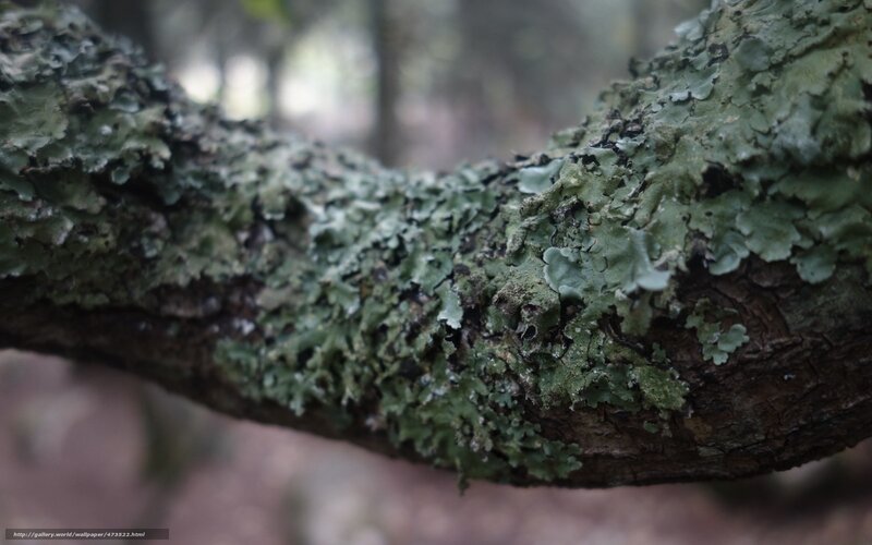 Lichen-covered tree branch