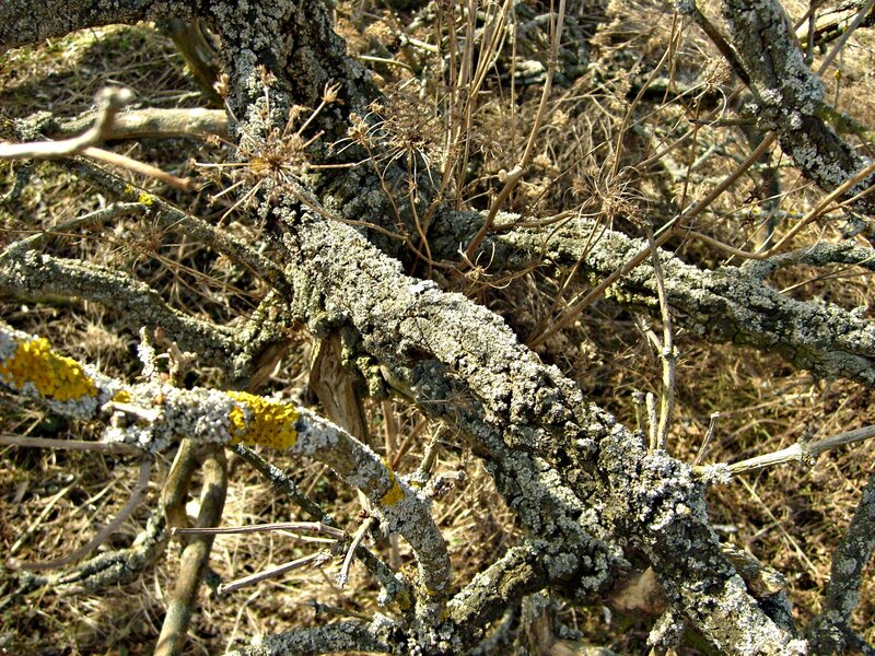 Lichen-covered Tree Branches