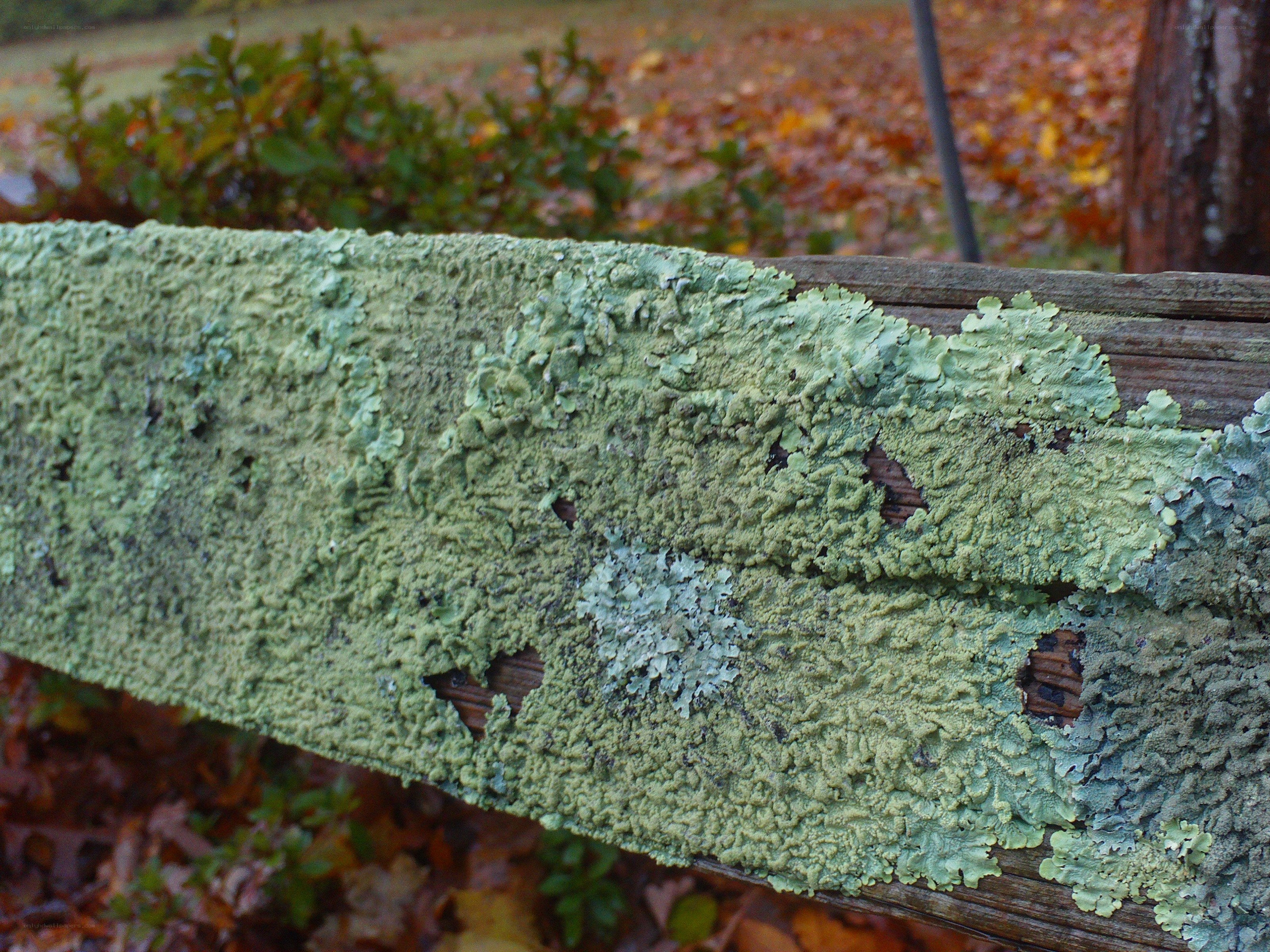 lichen-covered wooden beam