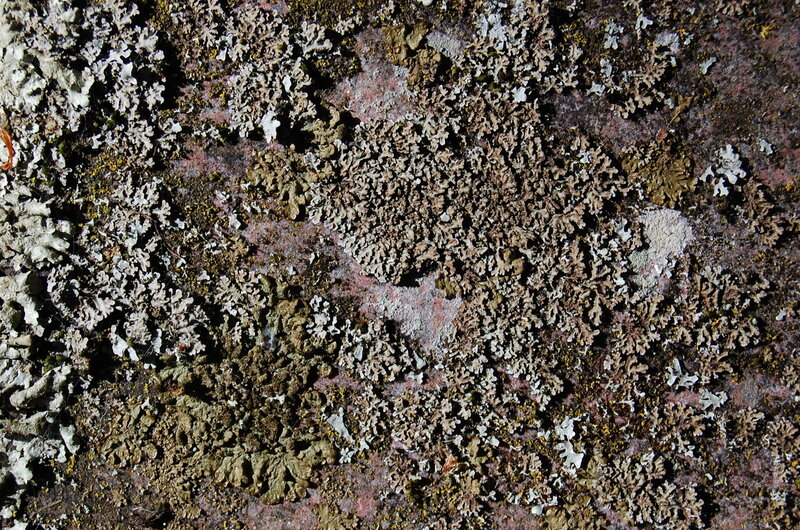 lichen growth on rock surface