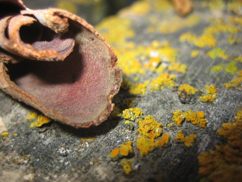 lichen on a rock surface