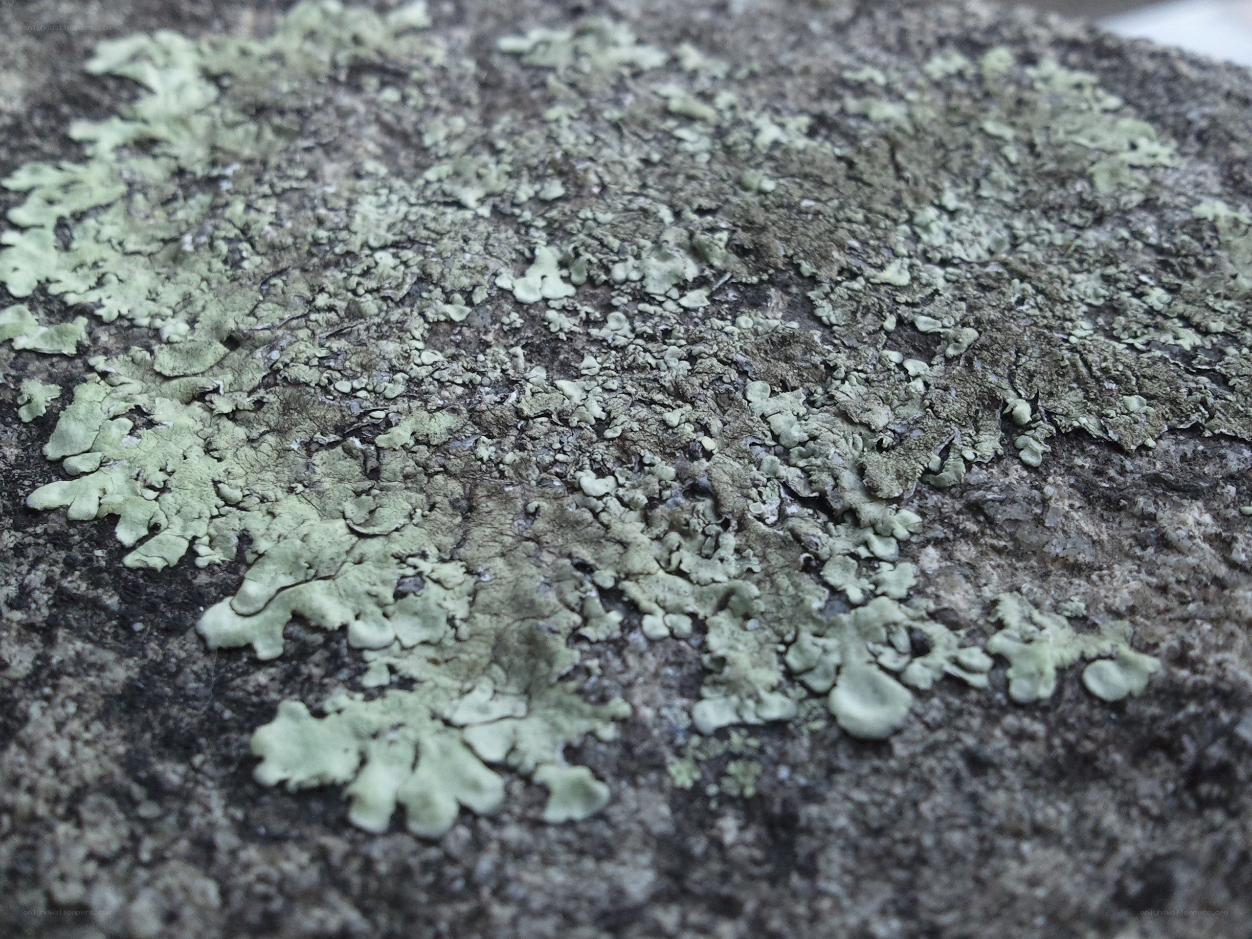 lichen on a rock surface
