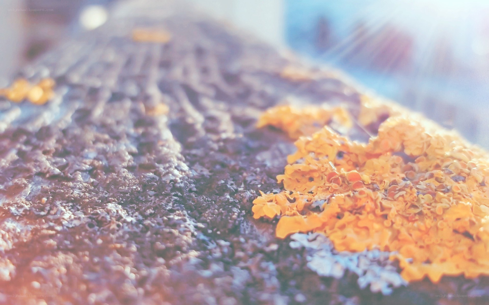 lichen on a rock surface