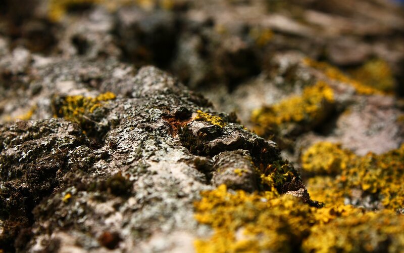 lichen on a tree bark