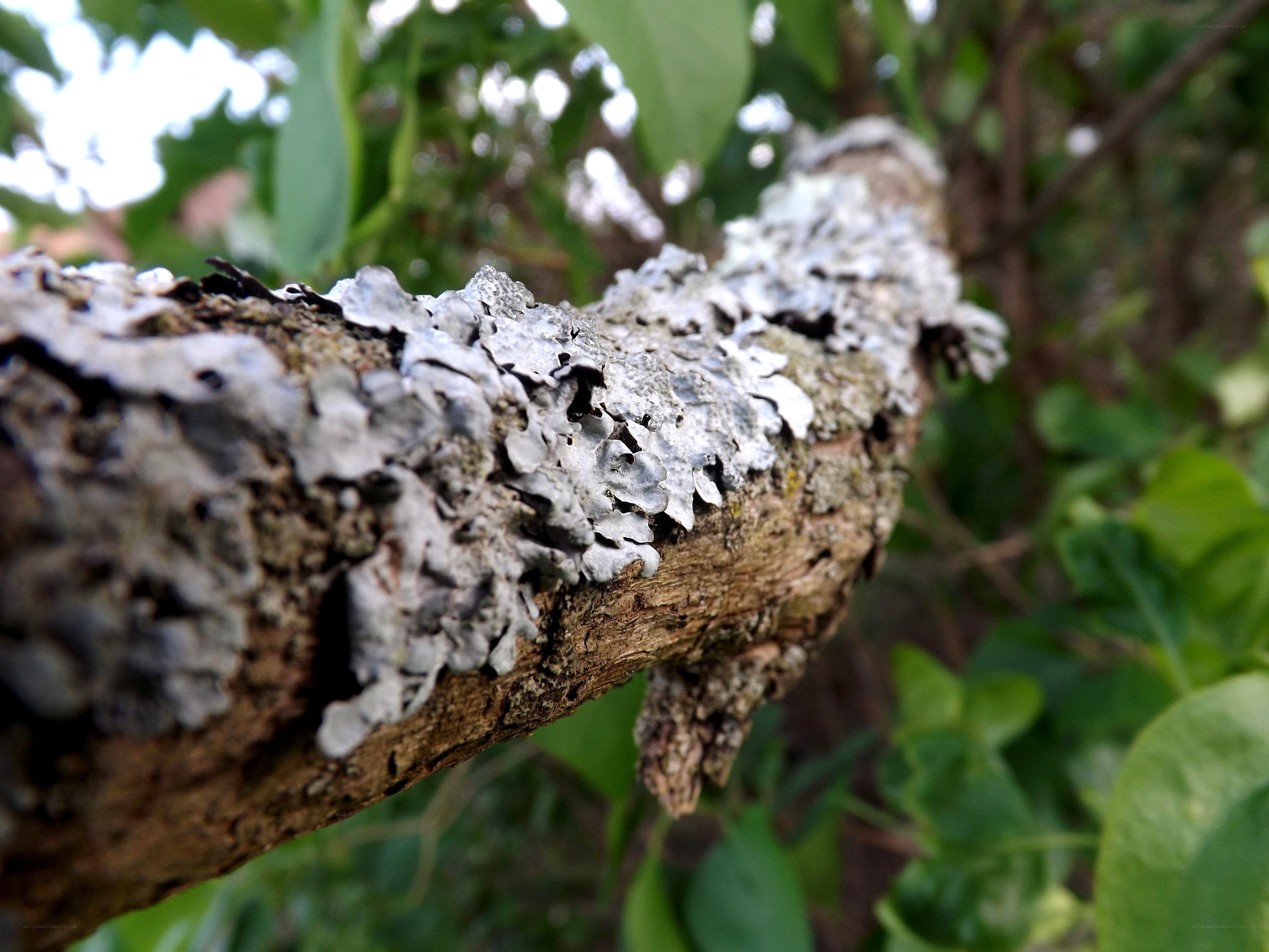 lichen on a tree branch