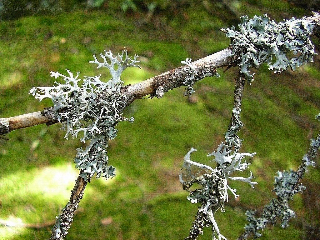 lichen on a tree branch