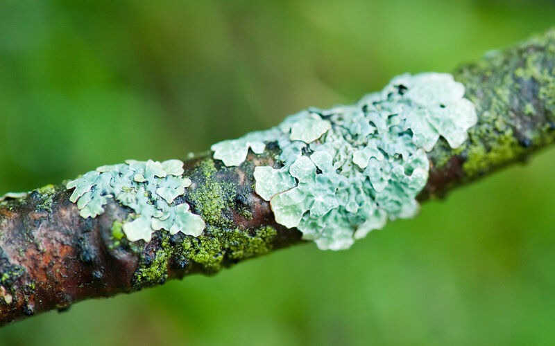 lichen on a tree branch