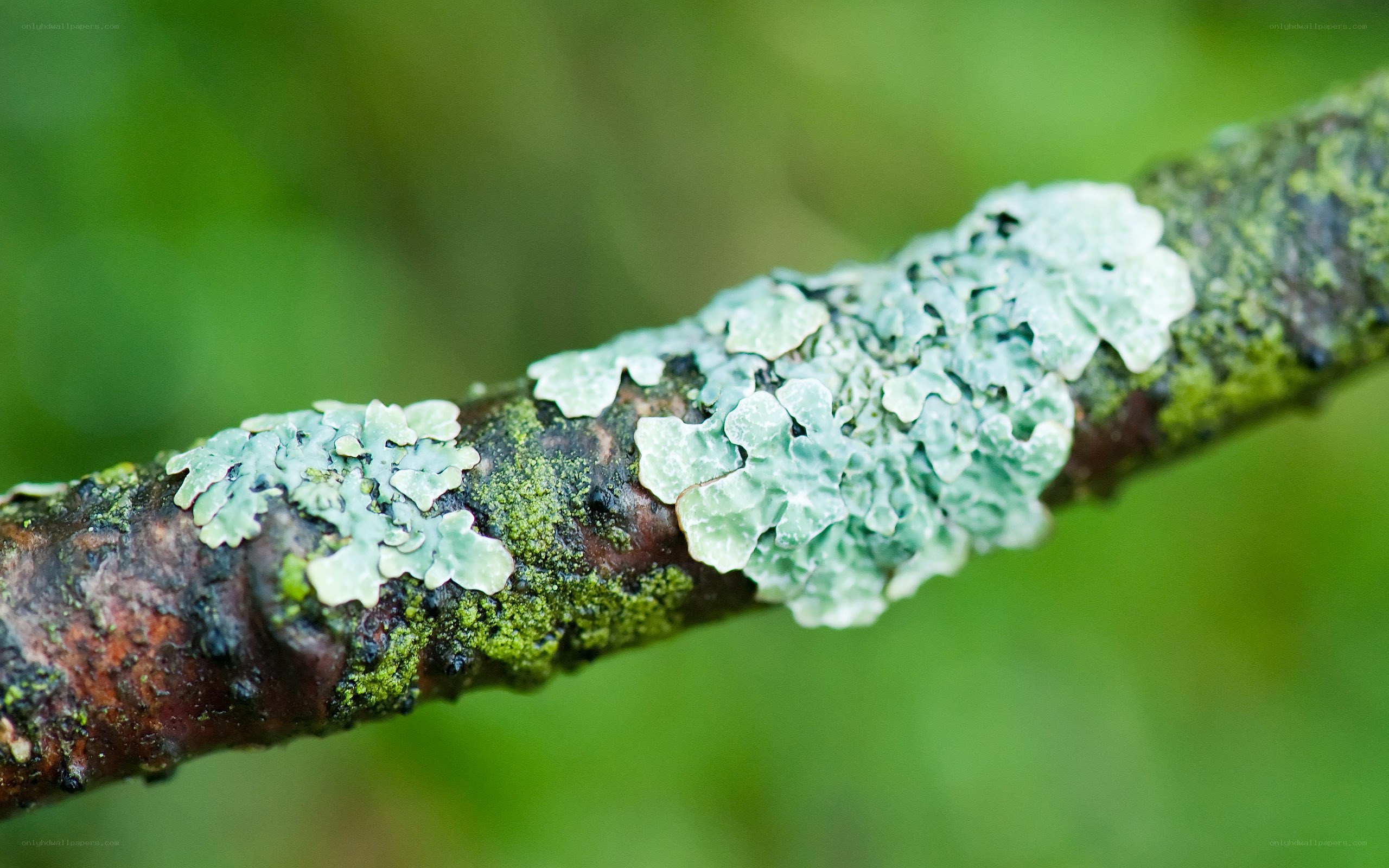 lichen on a tree branch