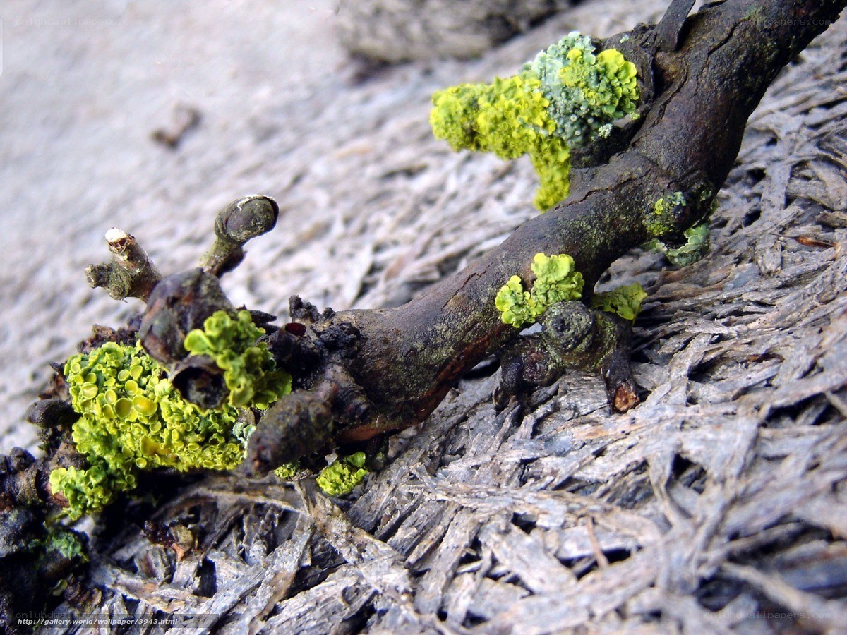 Lichen on a tree branch