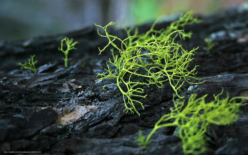 Lichen on a tree trunk