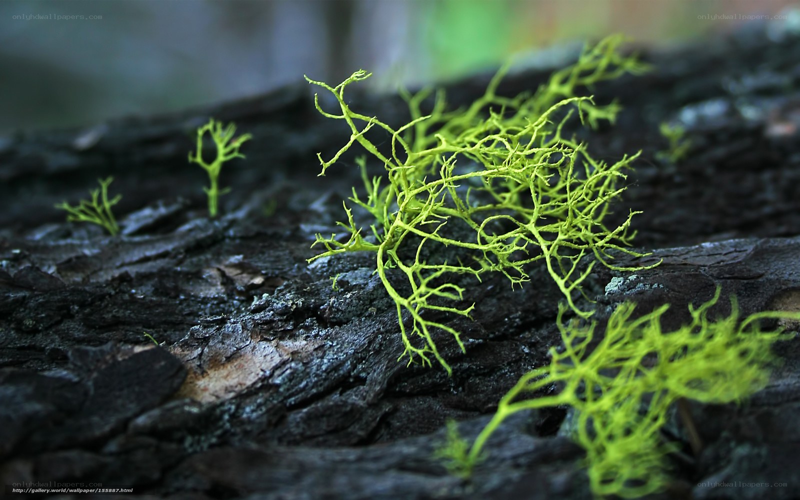 Lichen on a tree trunk