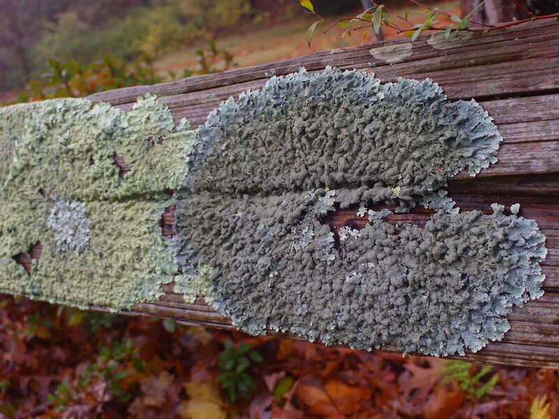 lichen on a wooden fence