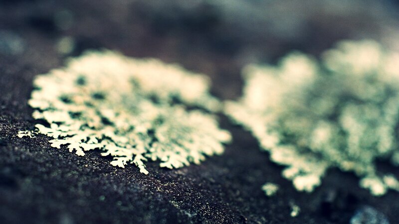 Lichen on Dark Surface — Black
