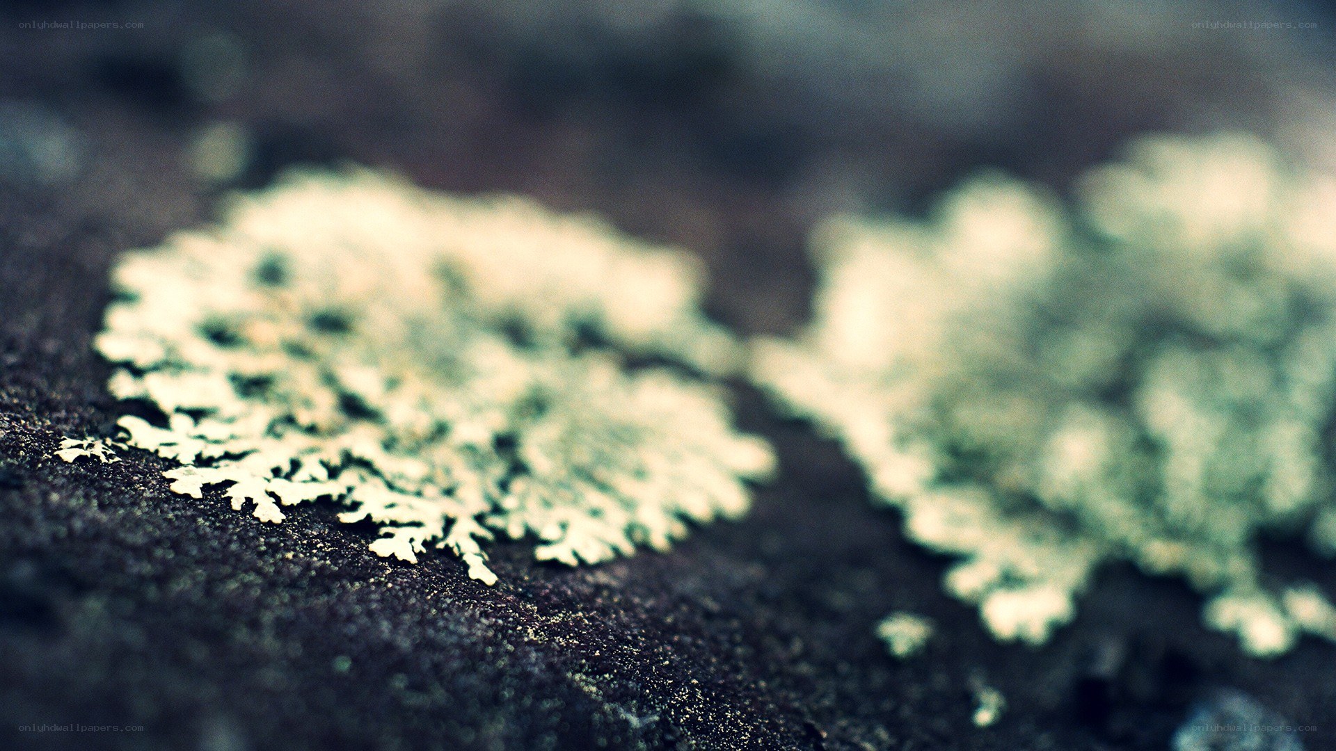 lichen on dark surface
