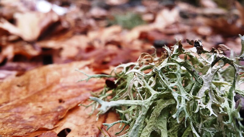 lichen on forest floor