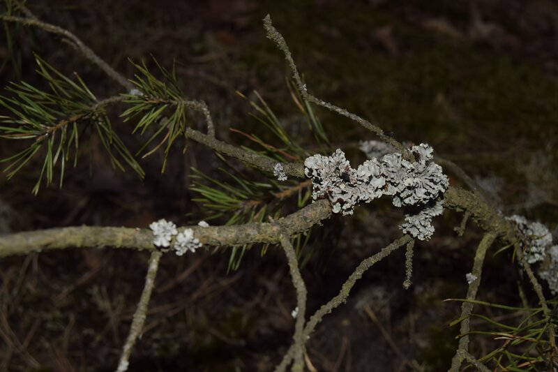 Lichen on Pine Branch