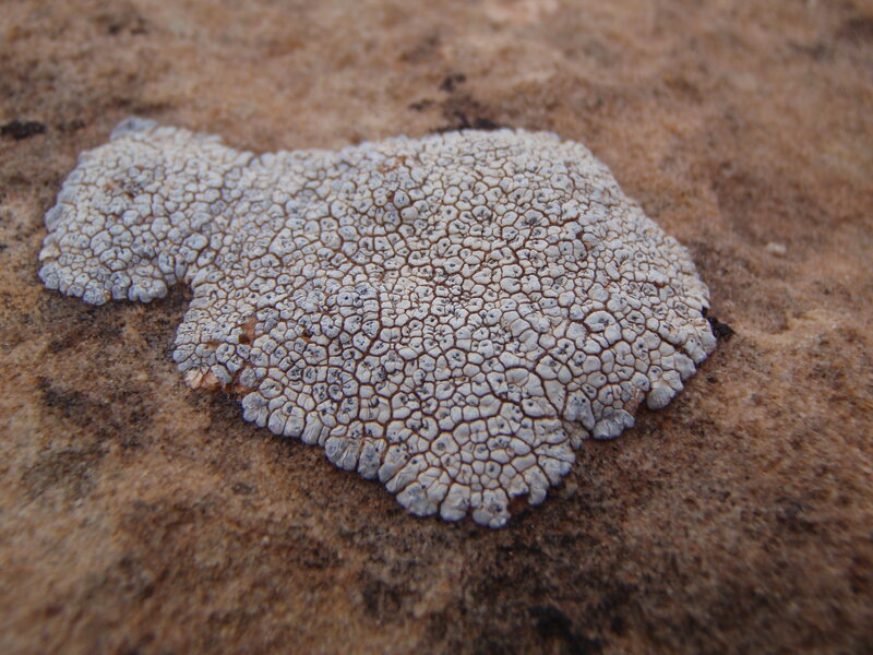 Lichen on Rock Surface