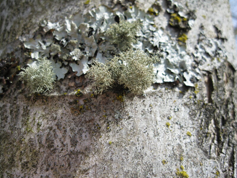 lichen on tree bark