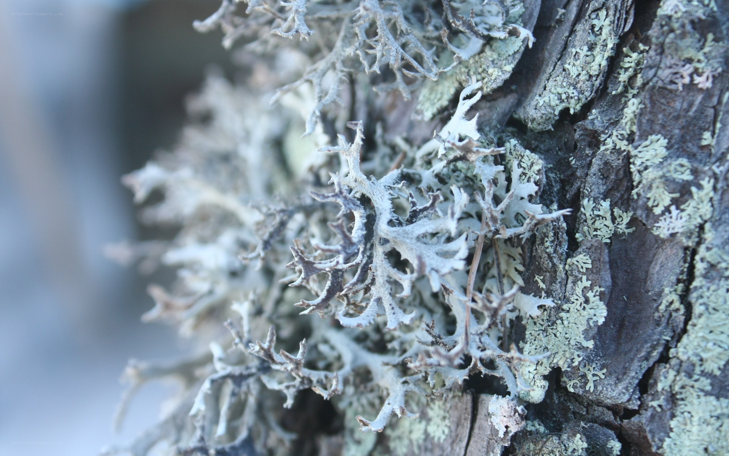 lichen on tree bark