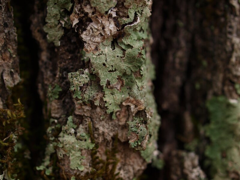 lichen on tree bark